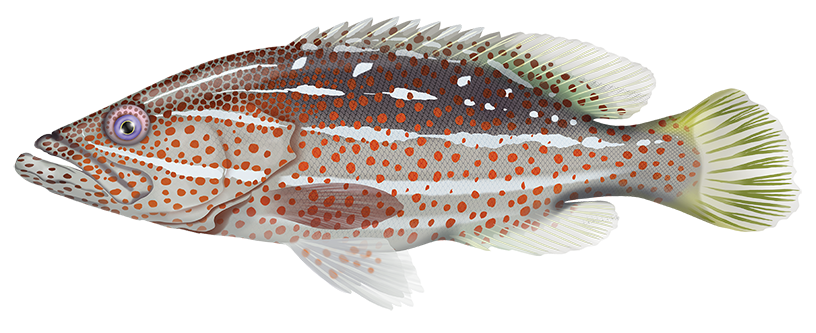 Whitelined Rockcod - Anyperodon Leucogrammicus | Marinewise