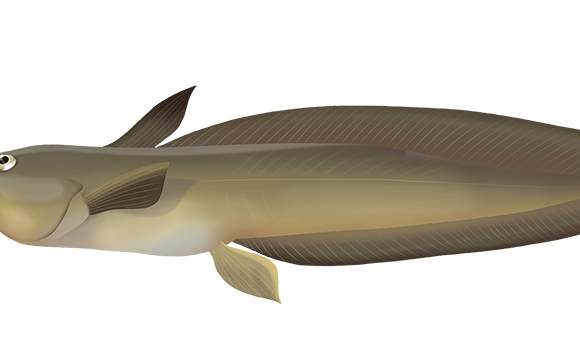 Whitelip Catfish - Marinewise