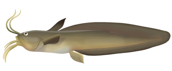 Whitelip Catfish - Marinewise