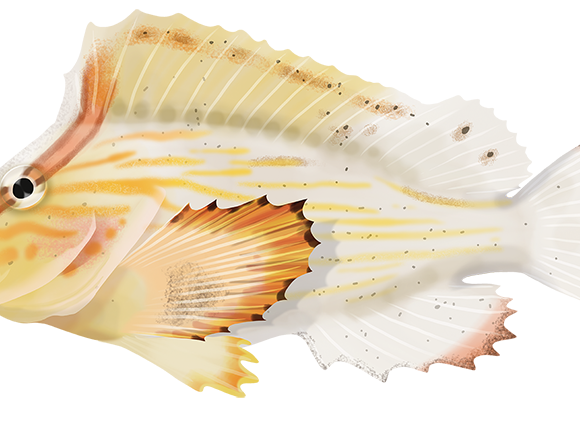Whitenose Pigfish - Marinewise