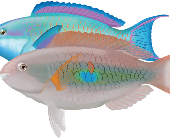 Whitespot Parrotfish - Marinewise