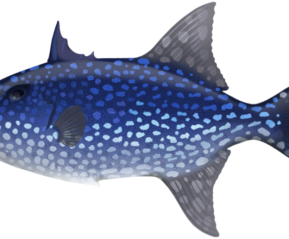 Whitespotted Triggerfish - Marinewise
