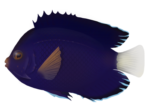 Whitetail Angelfish - Marinewise