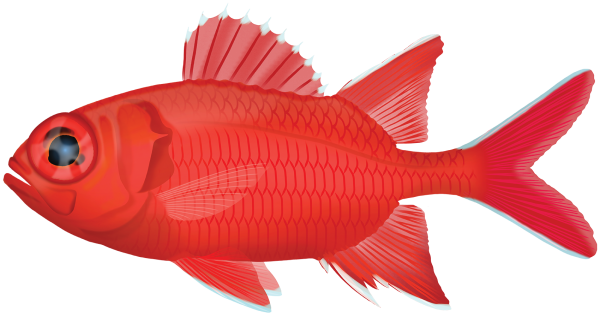 Whitetip Soldierfish - Marinewise