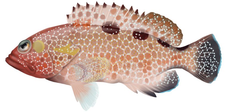 Wirenet Rockcod - Epinephelus Hexagonatus | Marinewise