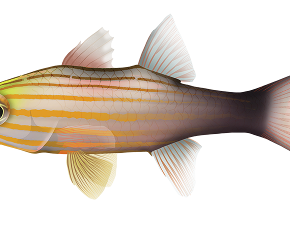 Wolf Cardinalfish - Marinewise