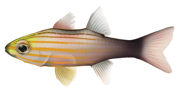 Wolf Cardinalfish - Marinewise