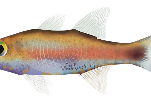 Woods Siphonfish - Marinewise