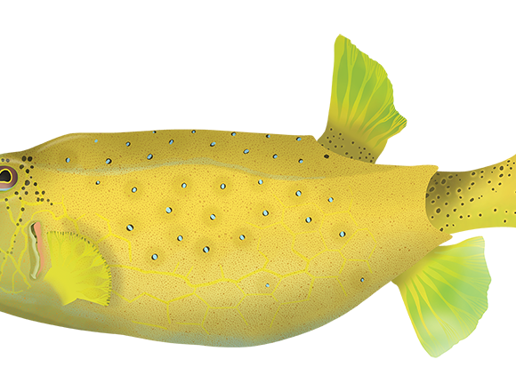 Yellow Boxfish - Marinewise
