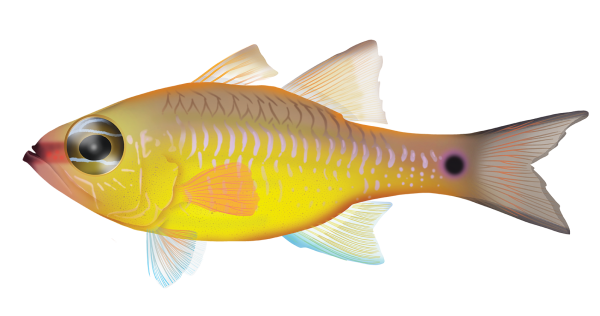 Yellow Cardinalfish - Marinewise
