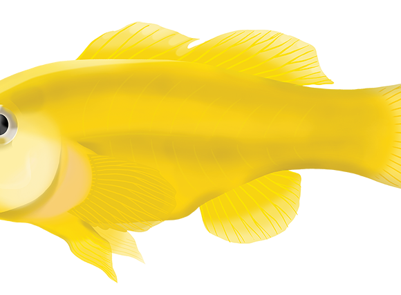 Yellow Coral Goby - Marinewise