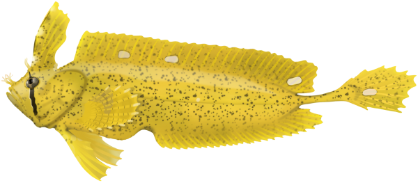 Yellow Crested Weedfish - Marinewise