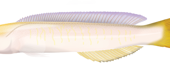 Yellow-headed Hulafish - Marinewise