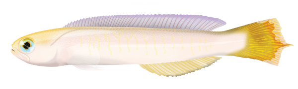 Yellow-headed Hulafish - Marinewise