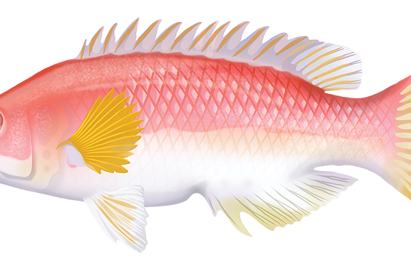 Yellowfin Pigfish - Marinewise