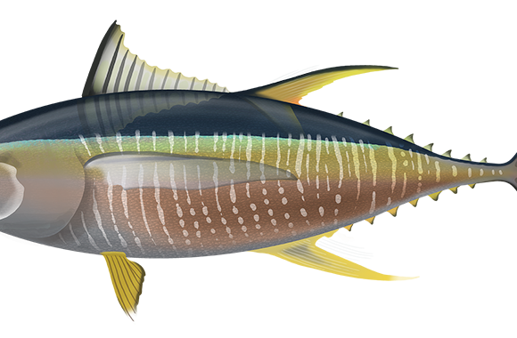 Yellowfin Tuna - Marinewise