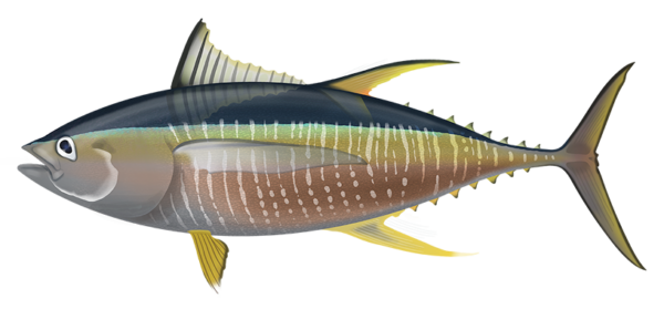 Yellowfin Tuna - Marinewise