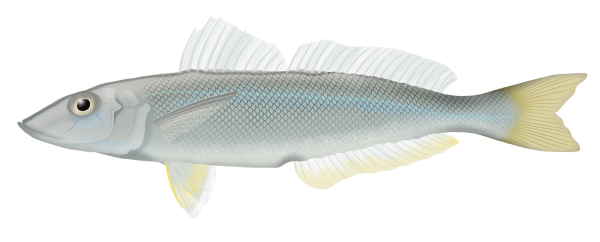 Yellowfin Whiting - Marinewise