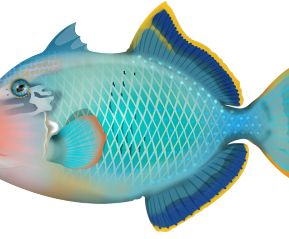 Yellowmargin Triggerfish - Marinewise