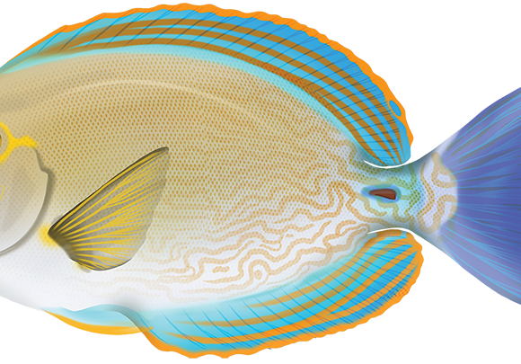 Yellowmask Surgeonfish - Marinewise