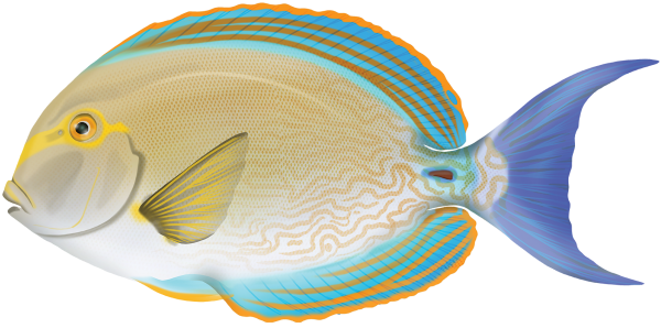 Yellowmask Surgeonfish - Marinewise
