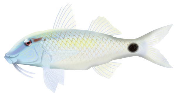 Yellowspot Goatfish - Marinewise