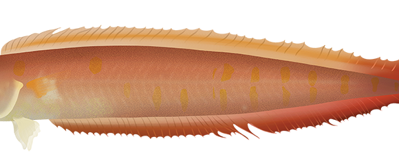 Yellowspotted Bandfish - Marinewise