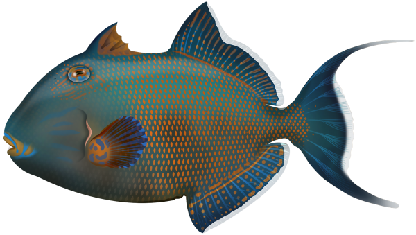 Yellowspotted Triggerfish - Marinewise