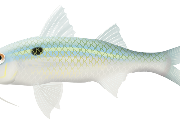 Yellowstripe Goatfish - Marinewise
