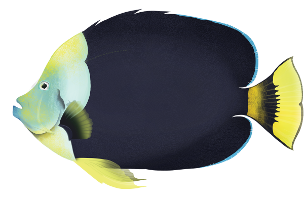 Yellowtail Angelfish - Marinewise
