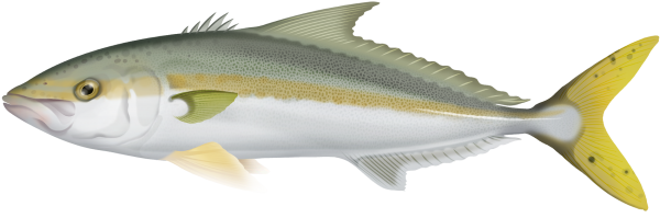 Spearing Yellowtail Kingfish - Adreno - Ocean Outfitters