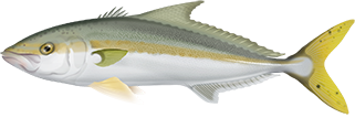 Yellowtail Kingfish - Marinewise