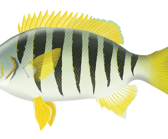 Zebra Fish - Marinewise