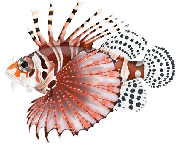 Zebra Lionfish - Marinewise