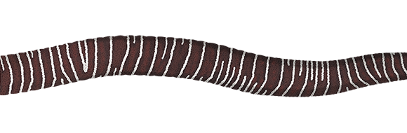 Zebra Moray - Marinewise