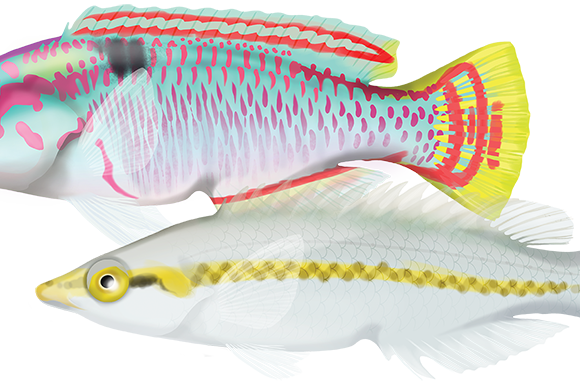 Zigzag Wrasse - Marinewise