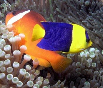 bicolor angelfish on reef