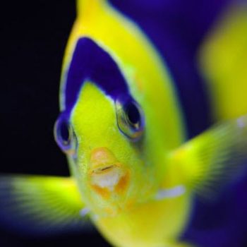 bicolor angelfish selfie