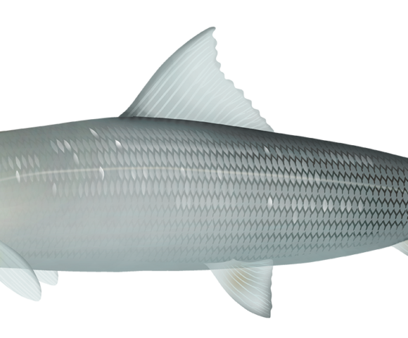 Pacific Bonefish - Marinewise