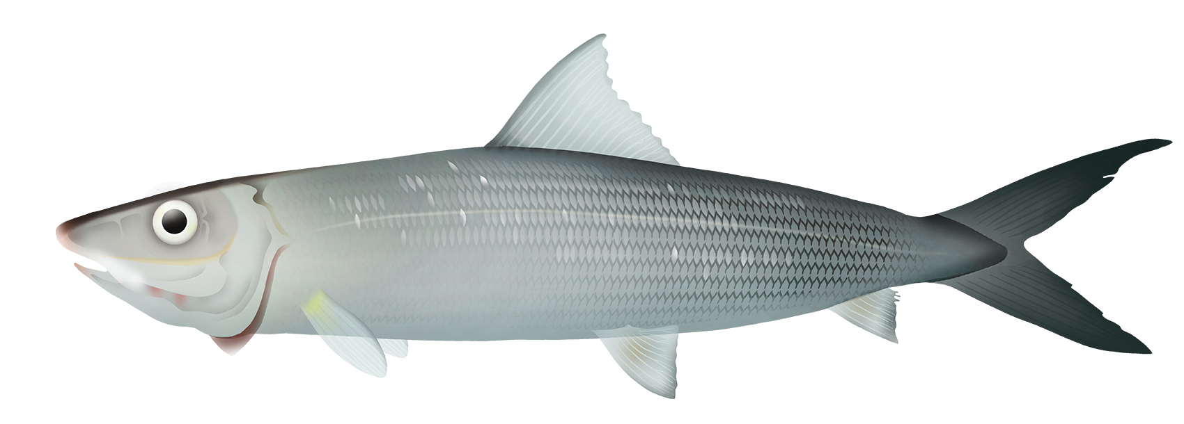 Pacific Bonefish - Marinewise