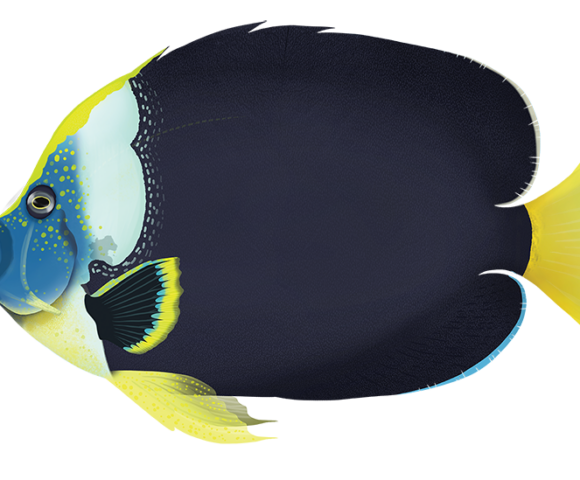 Queensland Yellowtail Angelfish - Marinewise