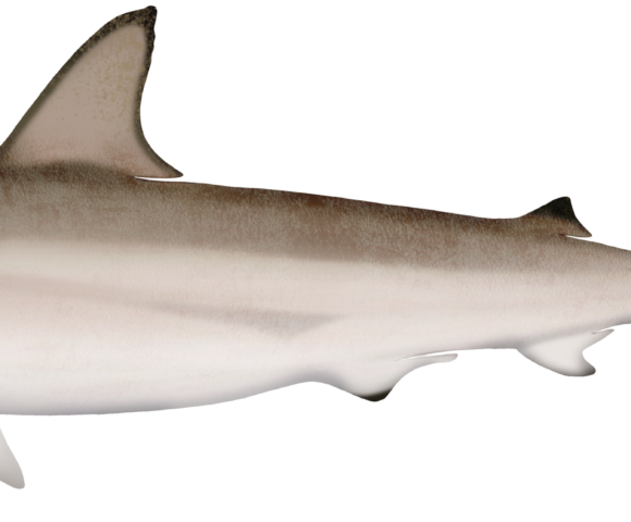 Australian Blacktip Shark - Marinewise