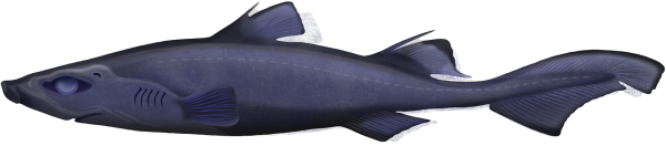Bareskin Dogfish - Marinewise