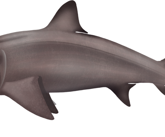 Basking Shark - Marinewise