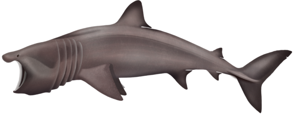 Basking Shark - Marinewise