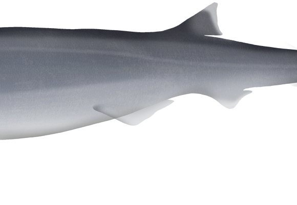 Bigeye Sixgill Shark - Marinewise