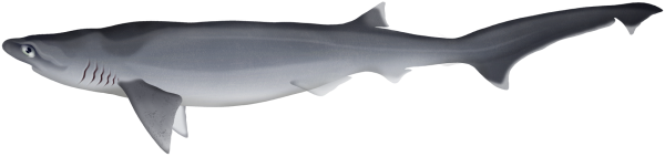 Bigeye Sixgill Shark - Marinewise