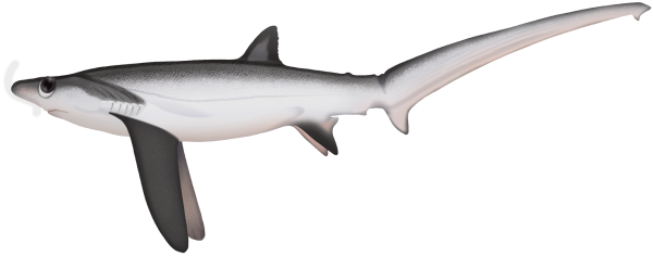 Bigeye Thresher Shark - Marinewise