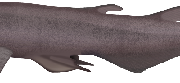 Bigfin Catshark - Marinewise