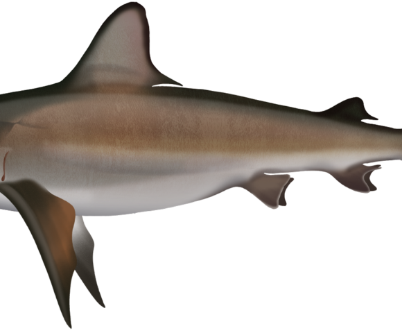 Bignose Shark - Marinewise